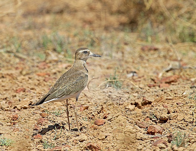 Overwinterende Steppeplevier in Australie; Wintering Oriental Plover (Charadrius veredus) in Australia. About 90% of the Oriental Plovers that make the long journey south overwinter in Australia and it has been estimated that there may be 160,000 individuals of this species. stock-image by Agami/Pete Morris,