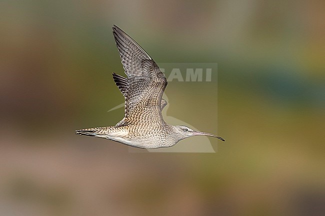 Hudsonian Whimbrel (Numenius hudsonicus) flying over the North Beach's pool in Vila do Corvo, Corvo, Azores, Portugal. stock-image by Agami/Vincent Legrand,