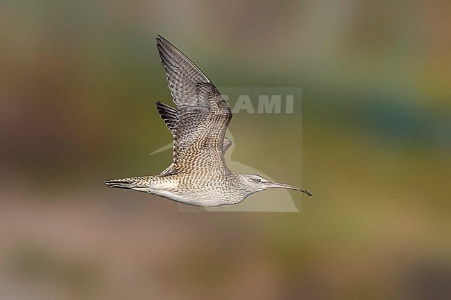 Hudsonian Whimbrel (Numenius hudsonicus) flying over the North Beach's pool in Vila do Corvo, Corvo, Azores, Portugal. stock-image by Agami/Vincent Legrand,
