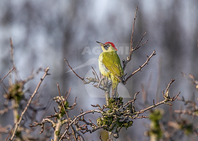 Adult female European Green Woodpecker (Picus viridis) perched on a tree in Eastern Flanders, Belgium. stock-image by Agami/Vincent Legrand,
