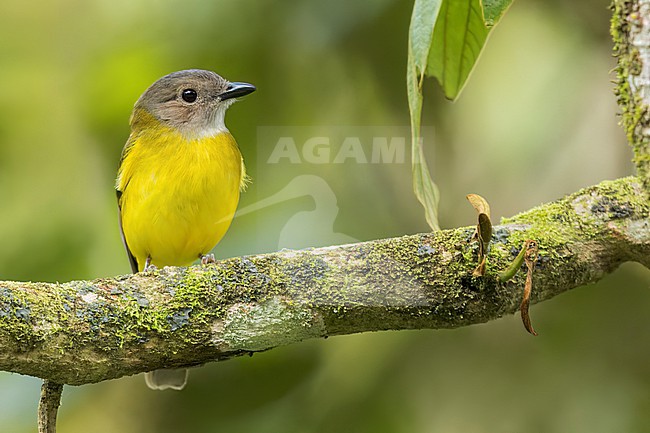 Yellow-bellied Whistler (Pachycephala philippinensis) Perched on a branch in the Philippines stock-image by Agami/Dubi Shapiro,