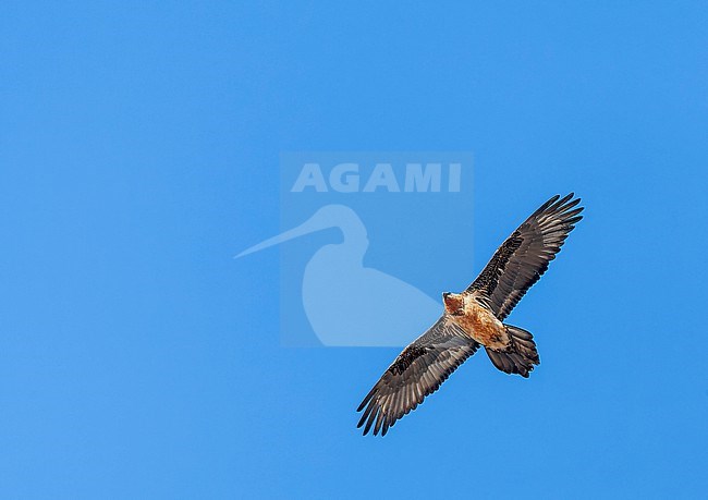 Adult Bearded Vulture (Gypaetus barbatus) in flight in India. Also known as Lammergeier. stock-image by Agami/Marc Guyt,