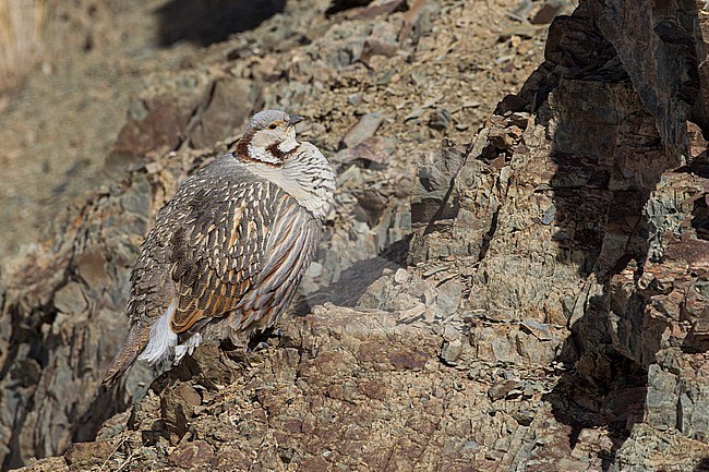 Himalayan snowcock (Tetraogallus himalayensis) perched on a rock in the mountains stock-image by Agami/David Monticelli,