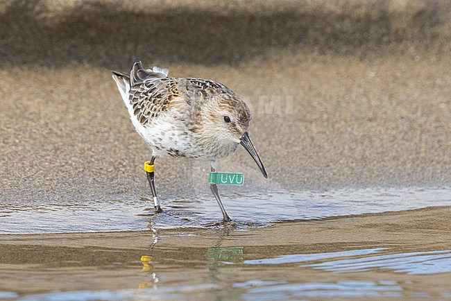 Dunlin (Calidris alpina), ringed juvenile standing in the water, Campania, Italy stock-image by Agami/Saverio Gatto,