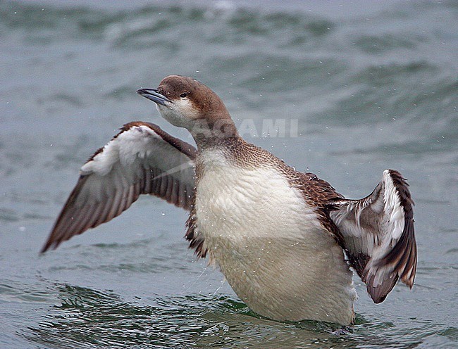 Black-throated Diver (Gavia arctica) wintering in the Evros Delta, Greece. stock-image by Agami/Bill Baston,