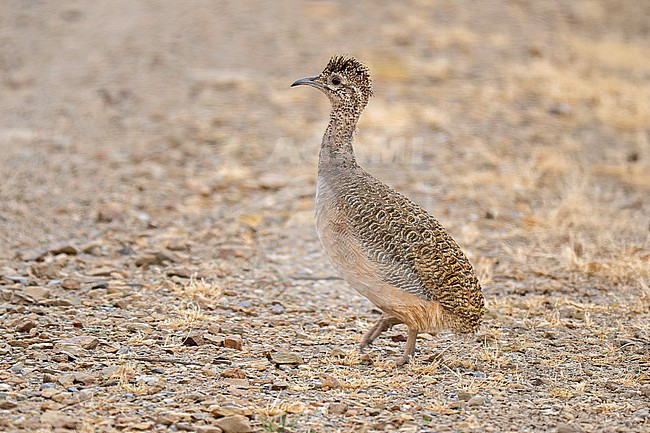 Ornate Tinamou (Nothoprocta ornata rostrata) walking on stony ground in the puna grassland in the high Andes of Argentina stock-image by Agami/Andy & Gill Swash ,