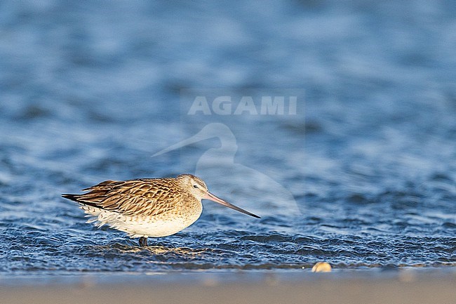  stock-image by Agami/Menno van Duijn,