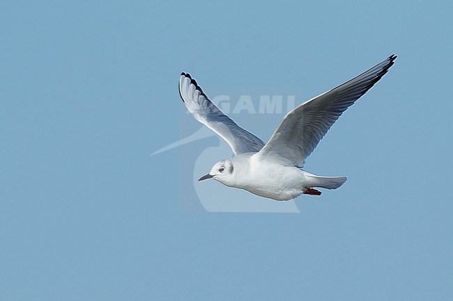 Adult Bonaparte's Gull (Chroicocephalus philadelphia) in non-breeding plumage at Cape May County, New Jersey, USA. Bird in flight against a blue background. stock-image by Agami/Brian E Small,