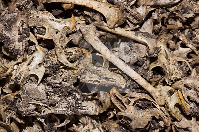Muizelschedels; Mouseskulls stock-image by Agami/Theo Douma,