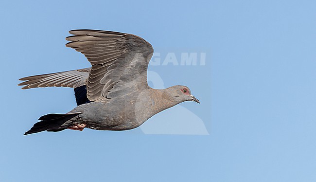 Immature Speckled Pigeon, Columba guinea, in flight in Africa. stock-image by Agami/Ian Davies,