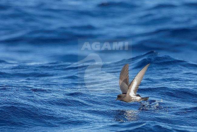 New Zealand Storm Petrel (Fregetta maoriana), a critically endangered seabird species endemic to New Zealand. Flying above the ocean surface. stock-image by Agami/Marc Guyt,