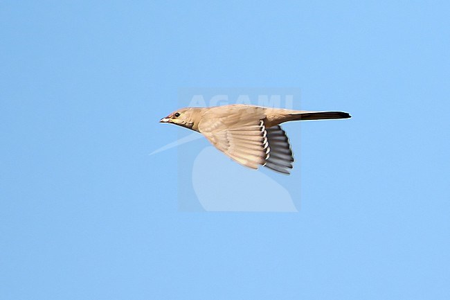 Female Grey Hypocolius (Hypocolius ampelinus) flying against a blue sky as a background, Kuwait stock-image by Agami/Tomas Grim,