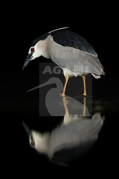 Kwak jagend in water; Black-crowned Night Heron hunting in water stock-image by Agami/Marc Guyt,