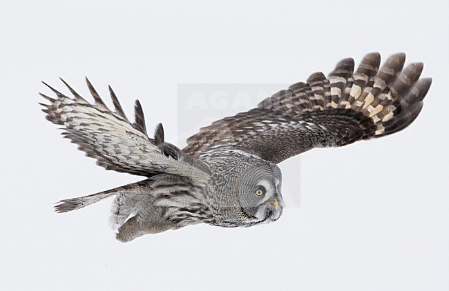 Laplanduil vliegend boven besneeuwde grond; Great Grey Owl flying above ground with snow stock-image by Agami/Markus Varesvuo,