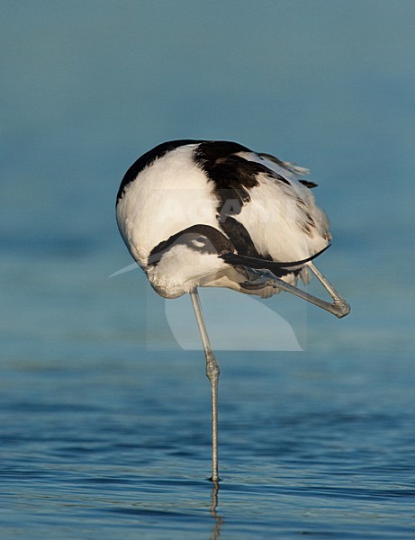 Kluut, Pied Avocet, Recurvirostra avosetta stock-image by Agami/Menno van Duijn,