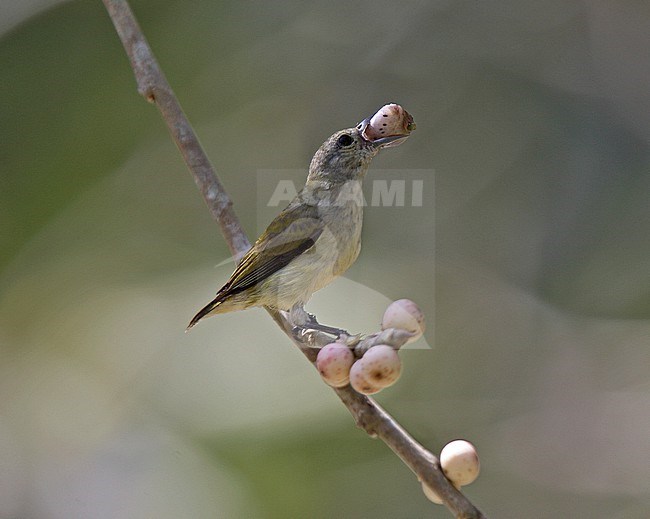 Andaman Flowerpecker (Dicaeum virescens) perched on a branch eating large berry stock-image by Agami/Andy & Gill Swash ,