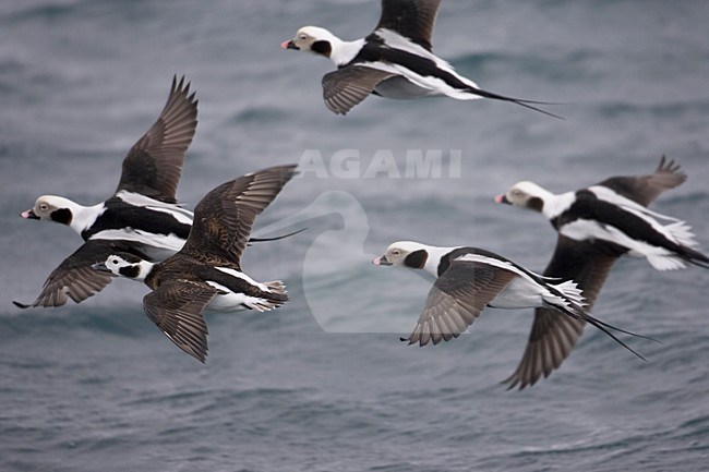 IJseend mannetjes vliegend; Long-tailed Duck males flying stock-image by Agami/Markus Varesvuo,