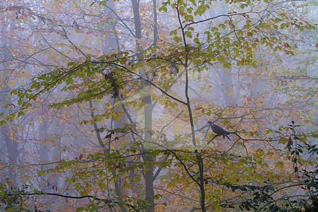 Houtduif in beukenbos; Common Wood Pigeon in beach forest stock-image by Agami/Menno van Duijn,