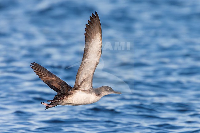 Yelkouan shearwaters breed on islands and coastal cliffs in the eastern and central Mediterranean. It is seen here flying with its wings up against a clear blue background of the Mediterranean Sea of the coast of Sardinia. stock-image by Agami/Jacob Garvelink,