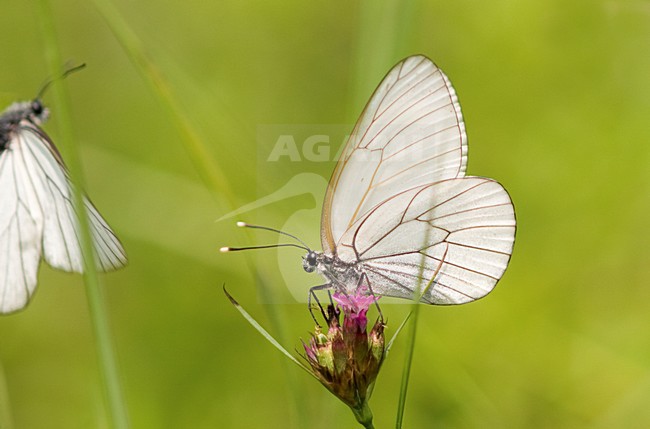 Groot Geaderd Witje, Black-veined White stock-image by Agami/Rob de Jong,