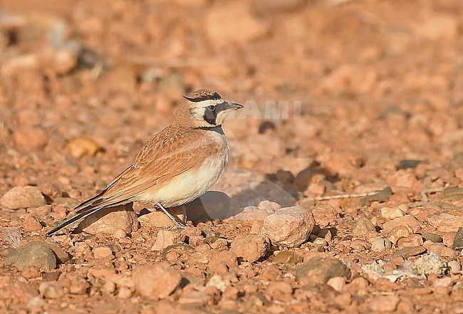 Temminck's Lark (Eremophila bilopha) near Boumalne, Morocco stock-image by Agami/Eduard Sangster,
