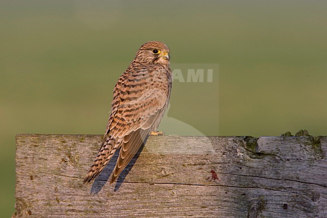 Vrouwtje Torenvalk op hek; Female Common Kestrel on a gate stock-image by Agami/Arie Ouwerkerk,