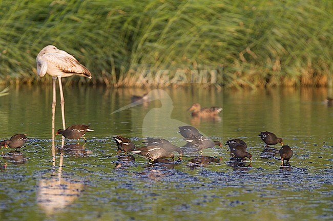 Common Moorhen - Teichhuhn - Gallinula chloropus ssp. chloropus, Oman, adult and first winter plumage stock-image by Agami/Ralph Martin,