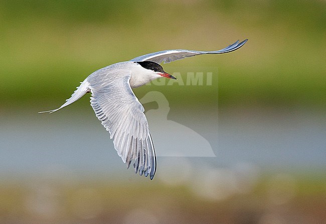 Common Tern (Sterna hirundo) on Wadden island Texel in the Netherlands. Adult in flight above the Wagenjot, a protected area for breeding terns. stock-image by Agami/Marc Guyt,