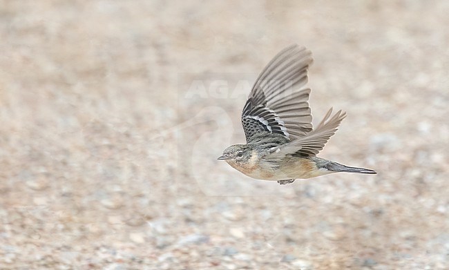 Bay-breasted Warbler, Setophaga castanea, migrating past Tadoussac, Quebec. A migration hotspot in Canada. stock-image by Agami/Ian Davies,