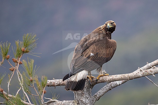 First winter Golden Eagle on a branch looking for prey stock-image by Agami/Onno Wildschut,