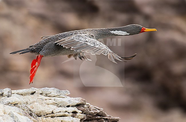 Red-legged Cormorant (Poikilocarbo gaimardi) taking off from a rock, Ría Deseado, Argentina, South-America. stock-image by Agami/Steve Sánchez,