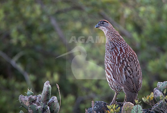 Erckel's spurfowl (Pternistis erckelii), also known as Erckel's francolin. Perched on a rock in Ethiopia. stock-image by Agami/Ian Davies,