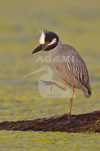 Adult breeding
Brazoria Co., TX
April 2011 stock-image by Agami/Brian E Small,