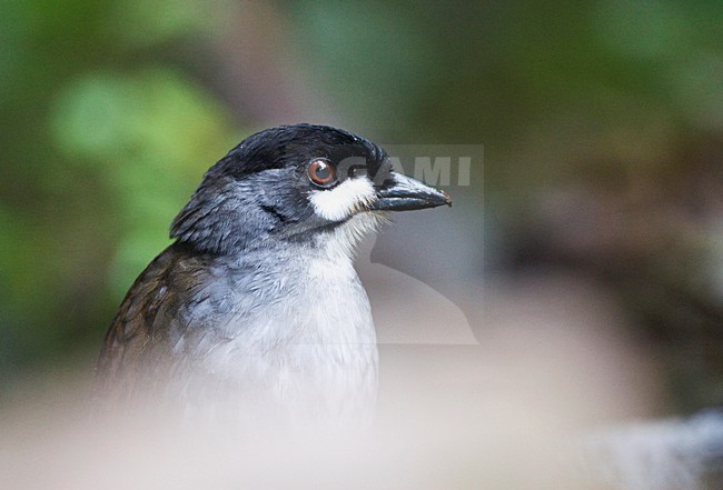 Jocotocomierpitta op bosbodem; Jocotoco Antpitta on forest floor stock-image by Agami/Marc Guyt,