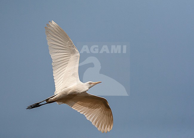 Eastern Cattle Egret (Bubulcus coromandus) in flight, seen from below. stock-image by Agami/Marc Guyt,