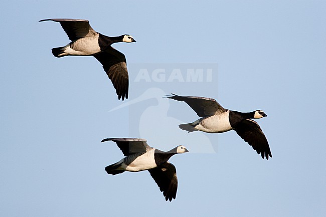 Brandgans in de vlucht; Barnacle Geese in flight stock-image by Agami/Menno van Duijn,