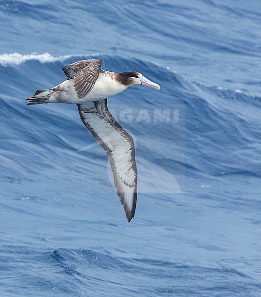 Immature Short-tailed Albatross (Phoebastria albatrus) at sea off Torishima island, Japan. Also known as Steller's albatross. stock-image by Agami/Marc Guyt,