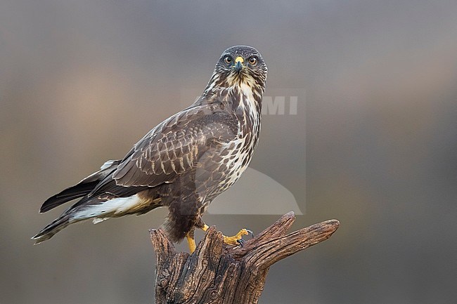 Common Buzzard (Buteo buteo) in Italy. Looking alert in to camera. stock-image by Agami/Daniele Occhiato,