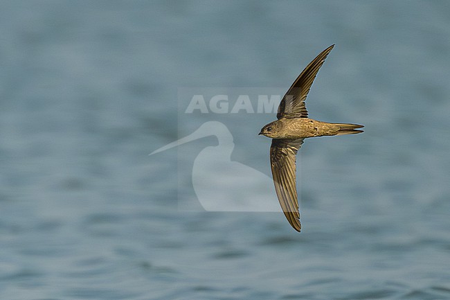 Asian Palm Swift (Cypsiurus balasiensis) in Thailand. stock-image by Agami/Sylvain Reyt,