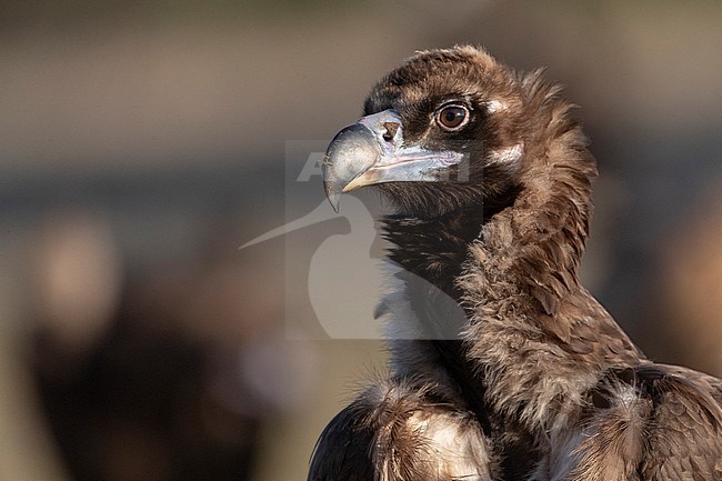 Cinereous Vulture (Aegypius monachus) in the Extremadura in Spain. Closeup of an adult vulture with another vulture in the background. stock-image by Agami/Marc Guyt,