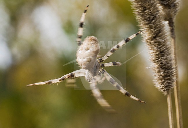 Spin in web, Spider in web stock-image by Agami/Rob de Jong,