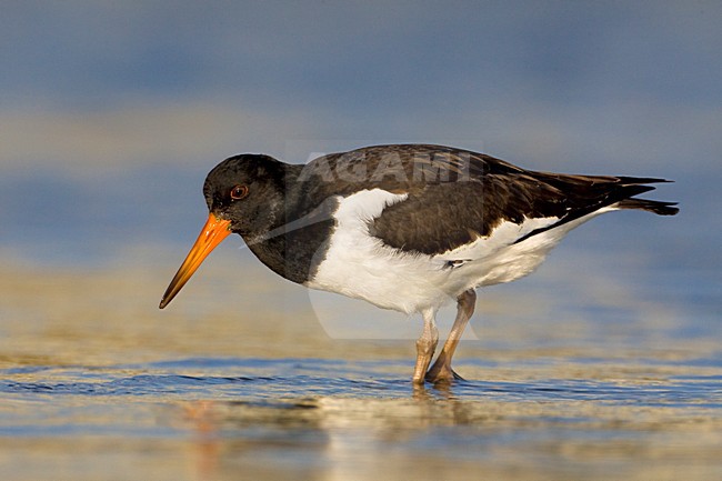 Scholekster staand; Eurasian Oystercatcher perched stock-image by Agami/Daniele Occhiato,