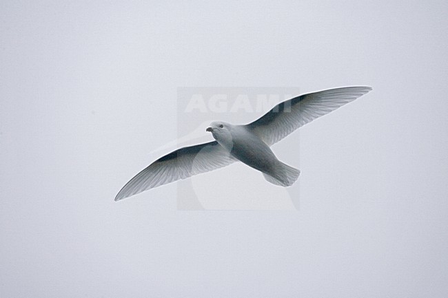 Lesser Snow Petrel flying; Sneeuwstormvogel vliegend stock-image by Agami/Marc Guyt,