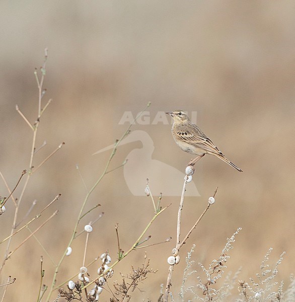 Tawny Pipit (Anthus campestris) perched on top of plant with a seed in its bill. Photographed during autumn migration at the Bulgarian Black sea coast. stock-image by Agami/Marc Guyt,