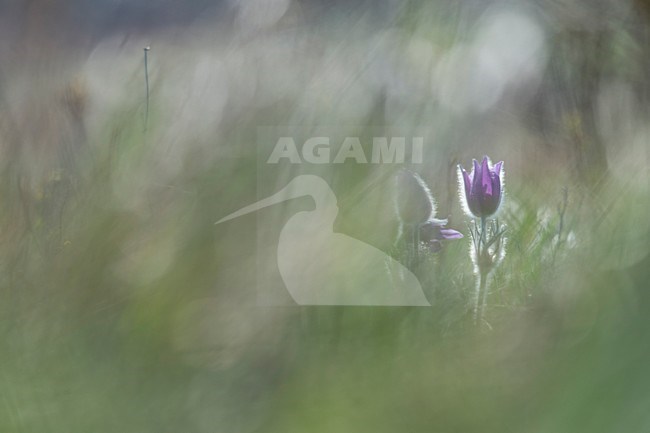 Closeup van bloeiend Wildemanskruid, Close-up of flowering Pasque Flower stock-image by Agami/Rob de Jong,