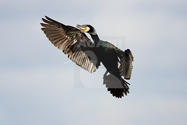 Volwassen Aalscholver in de vlucht; Adult Great Cormorant in flight stock-image by Agami/Menno van Duijn,