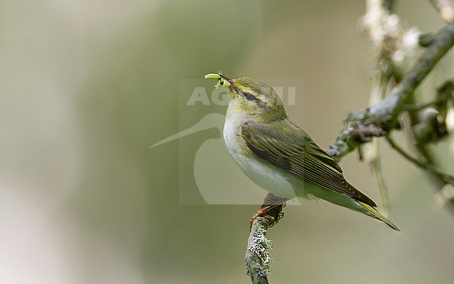 Wood Warbler (Phylloscopus sibilatrix) with food for the chicks at Öland, Sweden stock-image by Agami/Helge Sorensen,