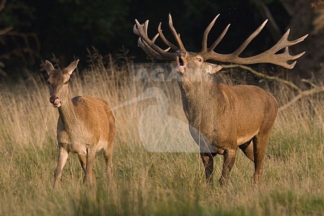 Red Deer male roaring; Edelhert man burlend stock-image by Agami/Han Bouwmeester,