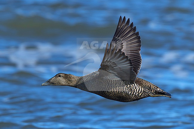 second calendar year female common eider (Somateria mollissima) of subspecies borealis in flight, found at Texel in the Netherlands stock-image by Agami/Mathias Putze,
