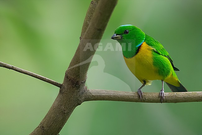 Birds of Guatemala stock-image by Agami/Dubi Shapiro,